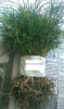 WHITE PINE TREE QUANTITY(20) FRESH STARTER SEEDLINGS !! 